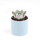 Pink Succulent, Echeveria for thanksgiving, How to care echeveria succulents for thanksgiving, echeveria, echeveria succulent, echeveria types, succulent echeveria, buy succulents online, succulent shop, succulent store, echeveria plant, indoor succulents, colorful succulent for sale