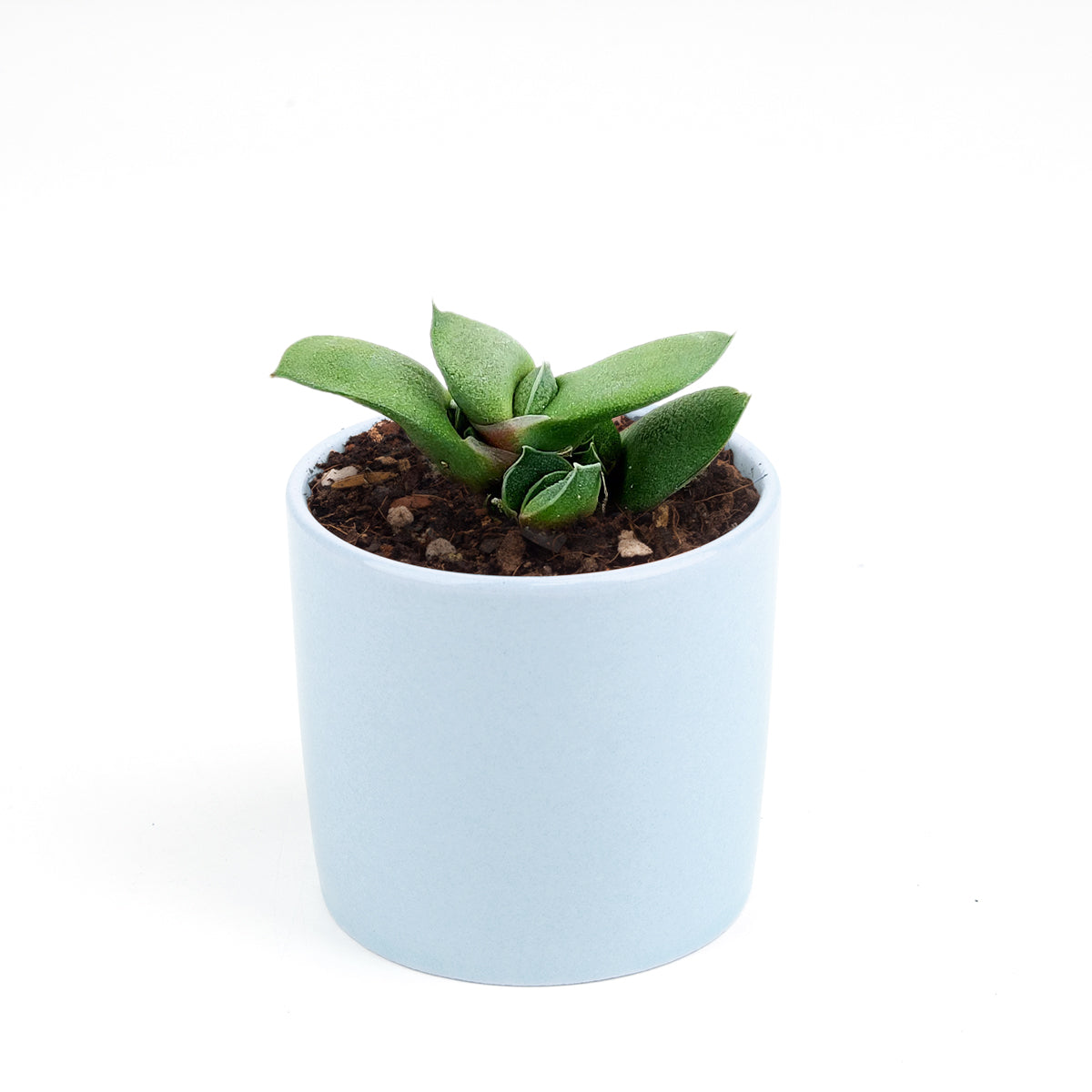 Gasteria ox tongue for sale, succulent plant, succulent care tips, how to grow succulents, Succulents shop near me, Rare succulents, Succulents, succulents garden, cactus, Gasteria ox tongue in California, How to grow Gasteria ox tongue