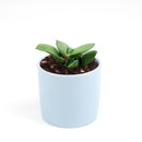 succulent plant, succulent care tips, how to grow succulents, Succulents shop near me, Rare succulents, Succulents, succulents garden, cactus, Gasteria ox tongue in California, How to grow Gasteria ox tongue