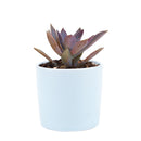 Graptoveria Fred Ives in California, How to grow Graptoveria Fred Ives, rare succulents, rare succulents for sale, unique succulents, buy succulents online, rare succulent, succulent shop, unusual succulents, succulent store, succulents online, buy Graptoveria Fred Ives online