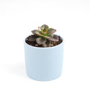 echeveria succulent, echeveria types, succulent echeveria, buy succulents online, succulent shop, succulent store, echeveria plant, indoor succulents