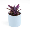 Purple Heart Tradescantia Pallida, easy to care houseplant, best indoor plant for home office decoration, purple heart plant, how to care for tradescantia pallida, care tips for growing Purple Heart Plants