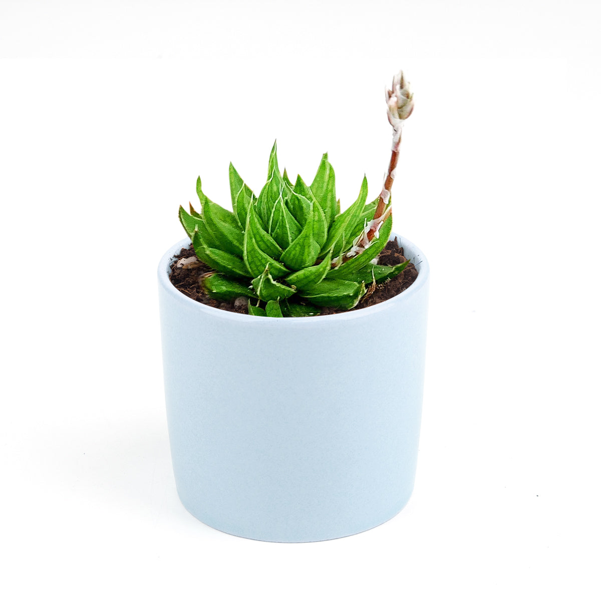 Haworthia batesiana for sale, monthly succulents, succulent subscription, succulent plant, cactus, succulent care, Succulents, succulents garden, Rare succulents, Haworthia batesiana in California, How to grow Haworthia batesiana. indoor succulents.