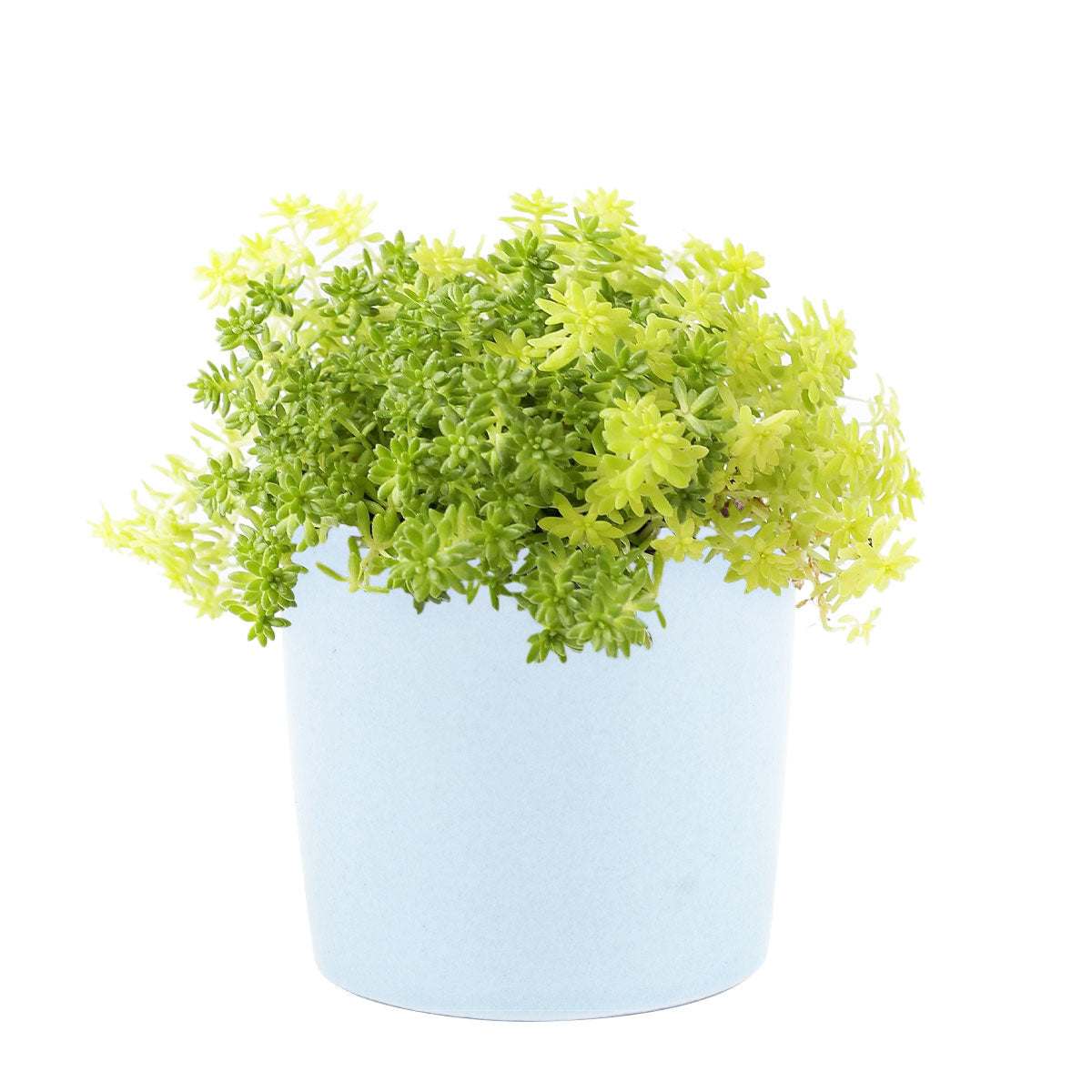 Sedum Golden Moss, succulent plant, Rare succulents, monthly succulents, succulents shop in California, Succulents shop near me, Succulents, how to grow succulents, succulent care guide, Sedum Golden Moss in California, How to grow Sedum Golden Moss, Tokyo Sun Succulent