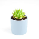 how to grow succulents, monthly succulents, indoor succulents, succulent care tips, succulent care, succulent subscription, cactus, Haworthia Cooperi in California