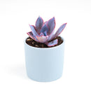 Echeveria Afterglow Succulent Care Guide, indoor succulents, echeveria, echeveria succulent, echeveria types, succulent echeveria, buy succulents online, succulent shop, succulent store, echeveria plant, colorful rose-shaped succulent for sale