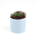 succulent plant, how to grow succulents, Succulents, succulents shop in California, succulent care guide, indoor succulents, Succulents shop near me, sempervivum calcareum in California, How to grow sempervivum calcareum, indoor succulents