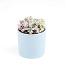 Callisia Repens &#39;Pink Lady&#39; Plant, Turle Vine, Bolivian Jew, Succulents for sale, Best Indoor Plant, Creeping Basketplant, Succulent gift ideas, Succulent home decor, Pink panther succulent for sale, colorful succulent plant for home and office decor