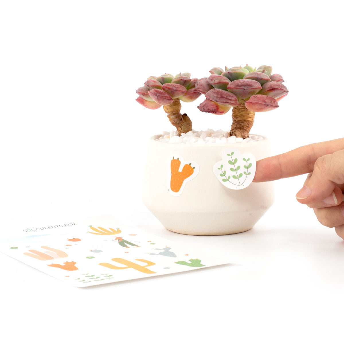 Succulent Planner Sticker for sale, succulent craft ideas, succulent gift ideas, cute plant stickers, decorative scrapbook sticker for sale, Cute Succulents Sticker