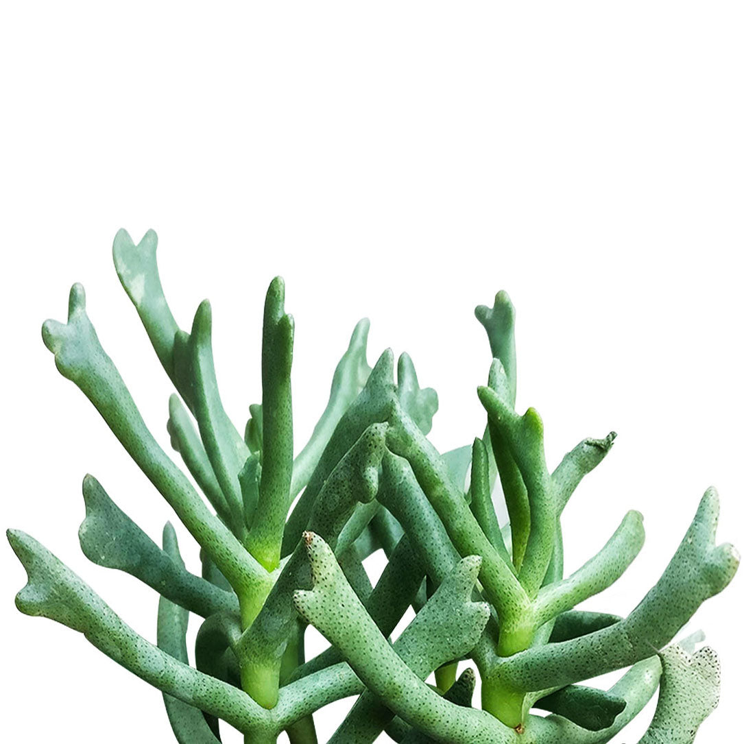 elkhorn plant succulent Elkhorn Plant Rhombophyllum dolabriforme | Succulents Care