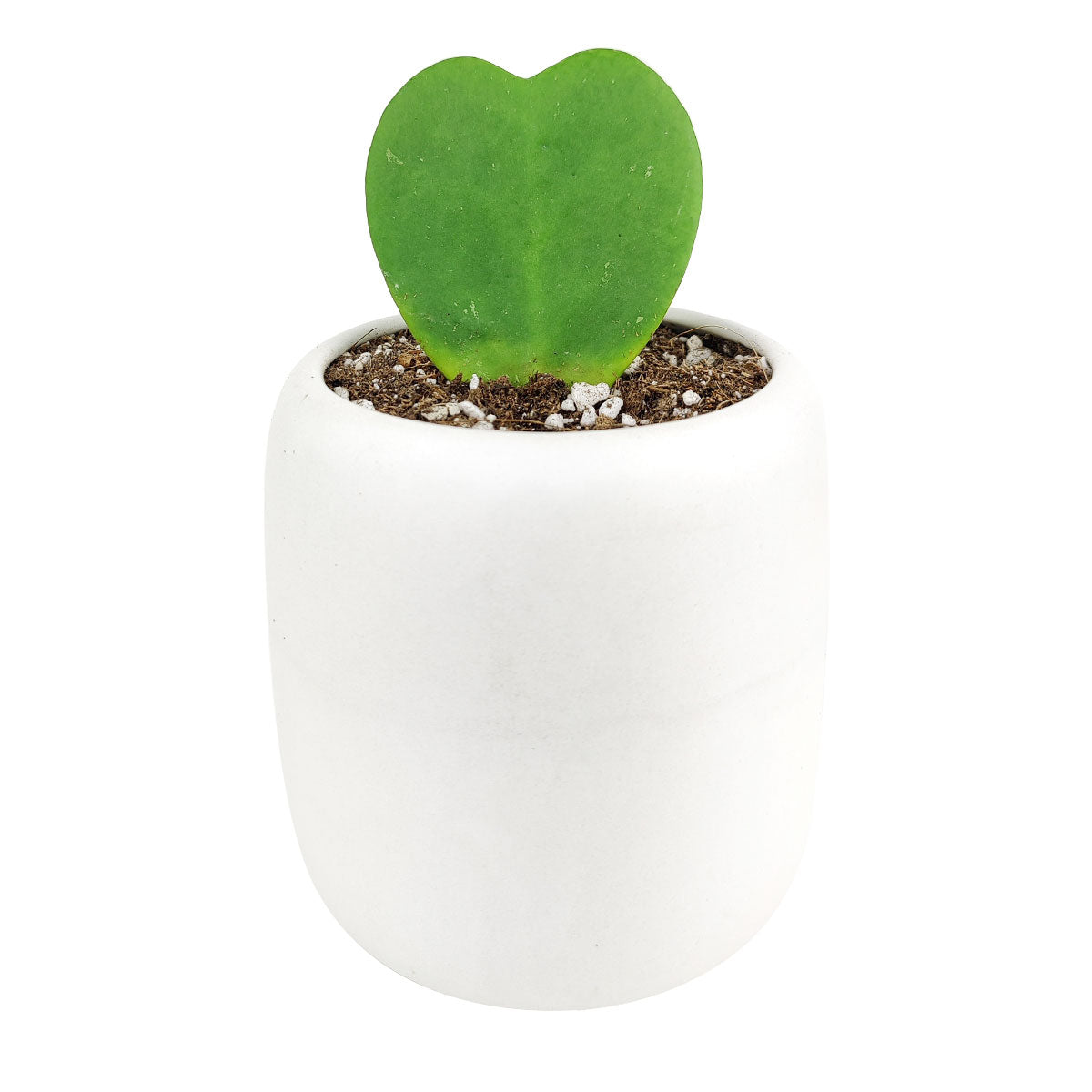 heart shaped succulents for sale Rare Hoya Kerrii Heart | Valentine's Day Plants Delivery