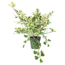 rare houseplant, Variegated Ficus Triangularis, Ficus Houseplant, how to care for ficus variegated, easy to care indoor plant