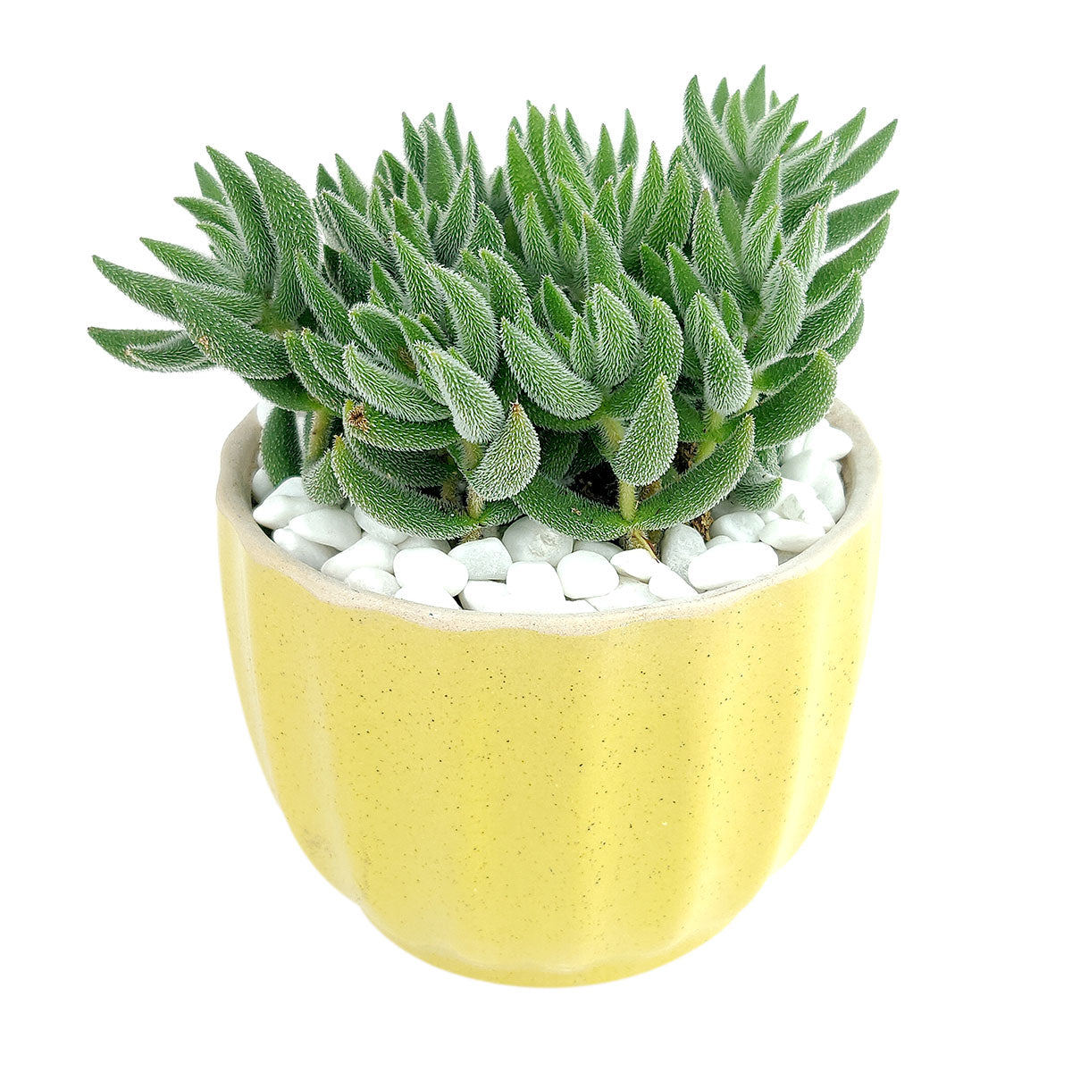 Yellow ripple ceramic pot for sale, Small pot for succulent and cactus, Mini flower pot, Elegant indoor succulent pots, succulent gift ideas