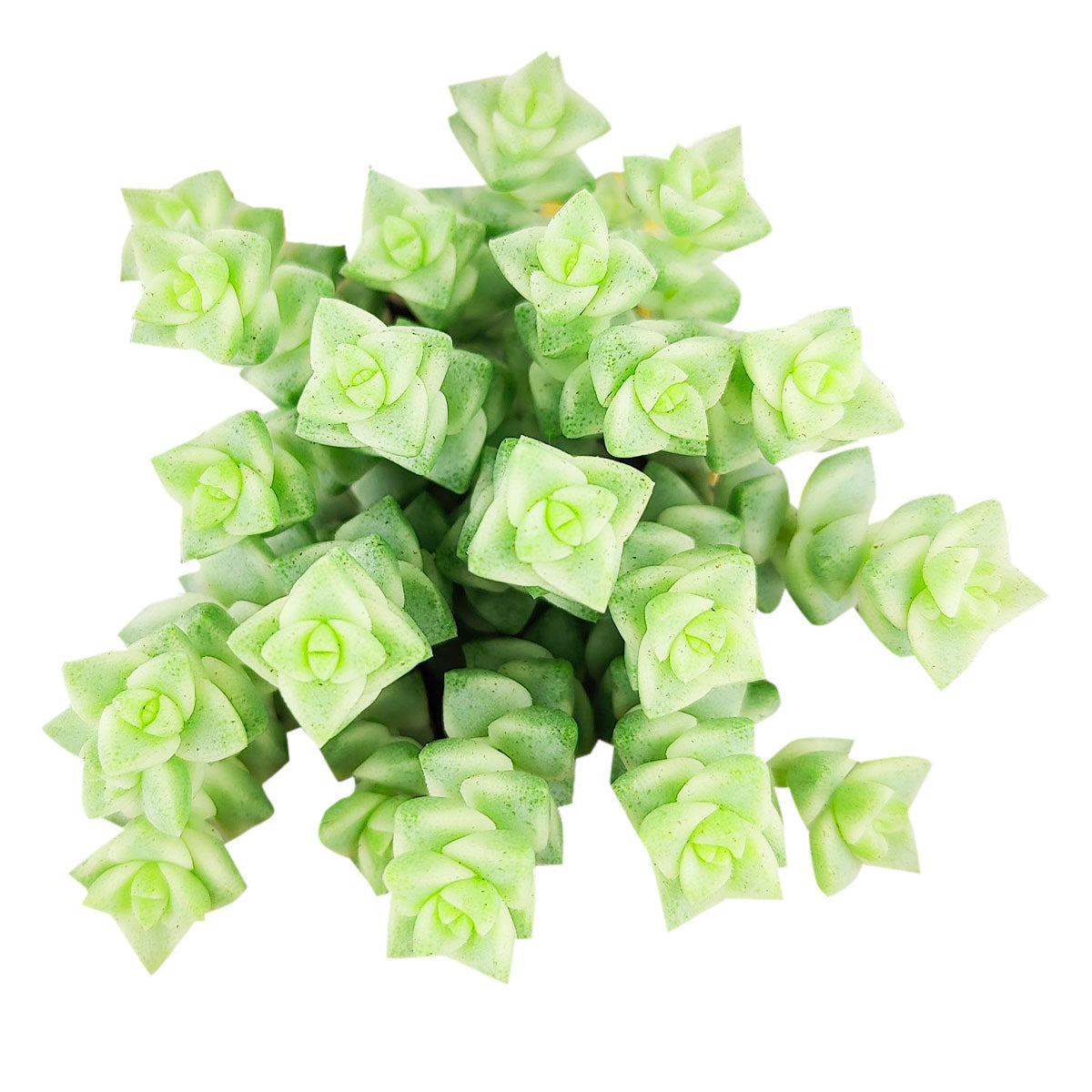 green thumb succulents Crassula Variegated Tom Thump Succulent Plant for Sale and Care Guide