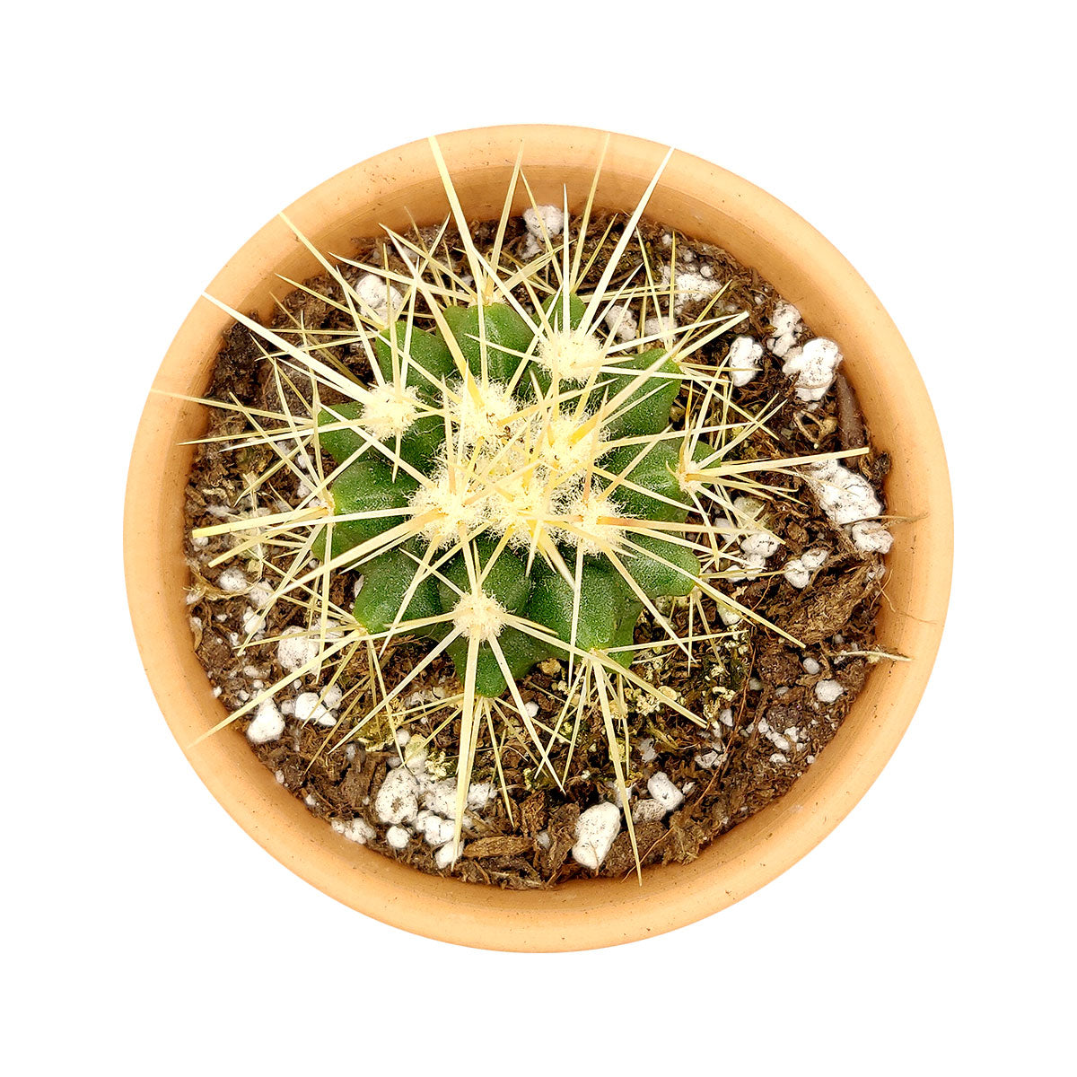 Golden barrel cactus, how to grow Echinocactus grusonii, indoor succulents, succulents garden, succulent subscription, monthly succulents, succulent care guide, succulent care tips, outdoor succulents, Succulents shop near me, how to grow succulents, succulents shop in California, cactus, cactus succulent, succulent cactus, cacti, cactus and succulents, succulents box, succulent shop, buy succulents online