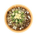 Golden barrel cactus, how to grow Echinocactus grusonii, indoor succulents, succulents garden, succulent subscription, monthly succulents, succulent care guide, succulent care tips, outdoor succulents, Succulents shop near me, how to grow succulents, succulents shop in California, cactus, cactus succulent, succulent cactus, cacti, cactus and succulents, succulents box, succulent shop, buy succulents online