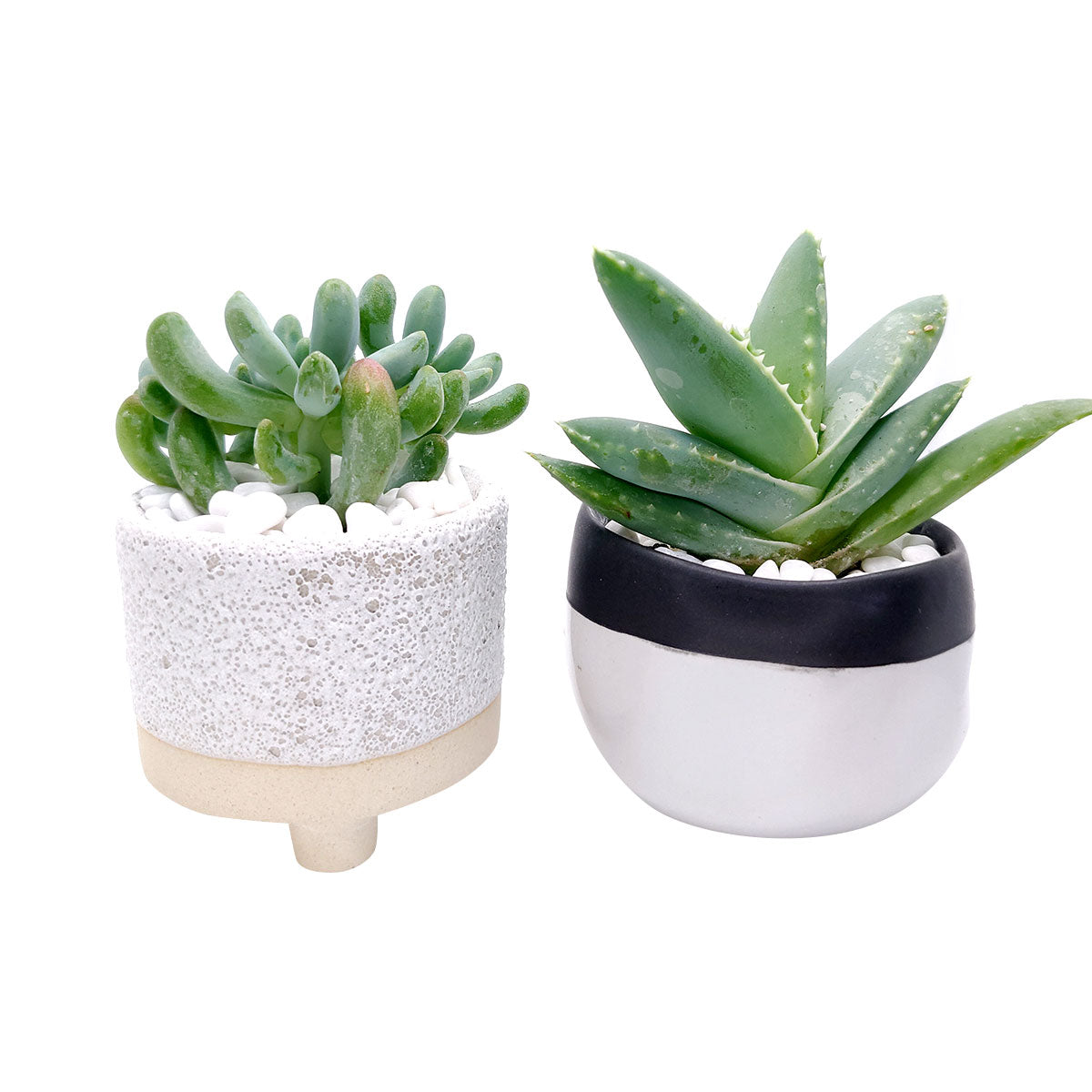 2.5 inch pots for succulents 2 inch Bubbled Ceramic Footed Pot | Small Pot for Cactus & Succulent Plant