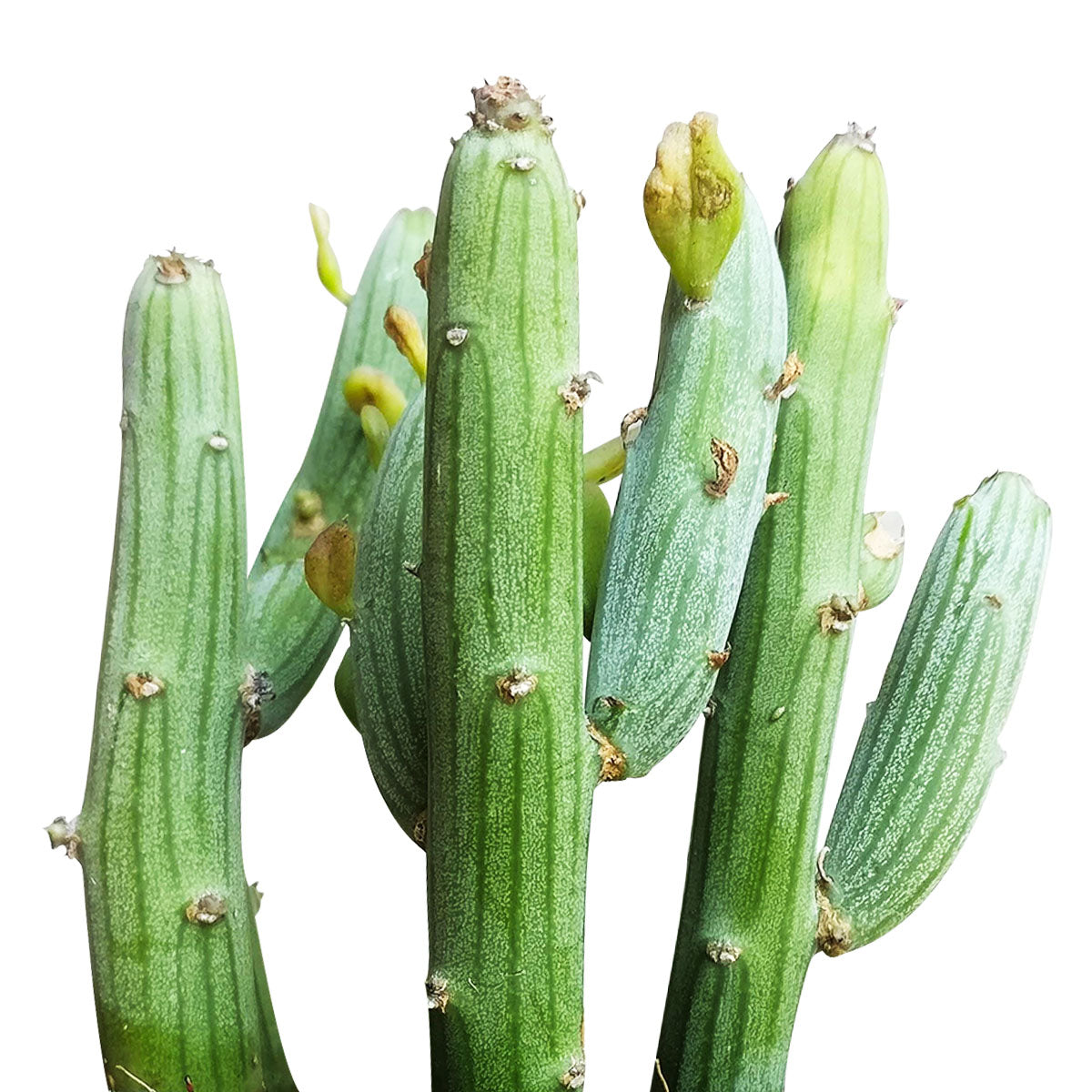 succulents stick Senecio anteuphorbium Swizzle Sticks