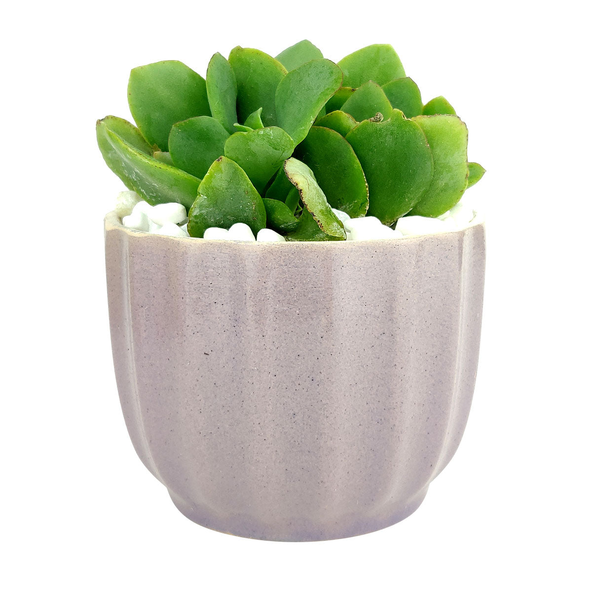 Purple Ripple Pot for sale, Small Ceramic Pot for Succulents and Flowers, Succulent Gift Ideas, Minimalist Style Indoor Plant Pot, Ceramic Planters