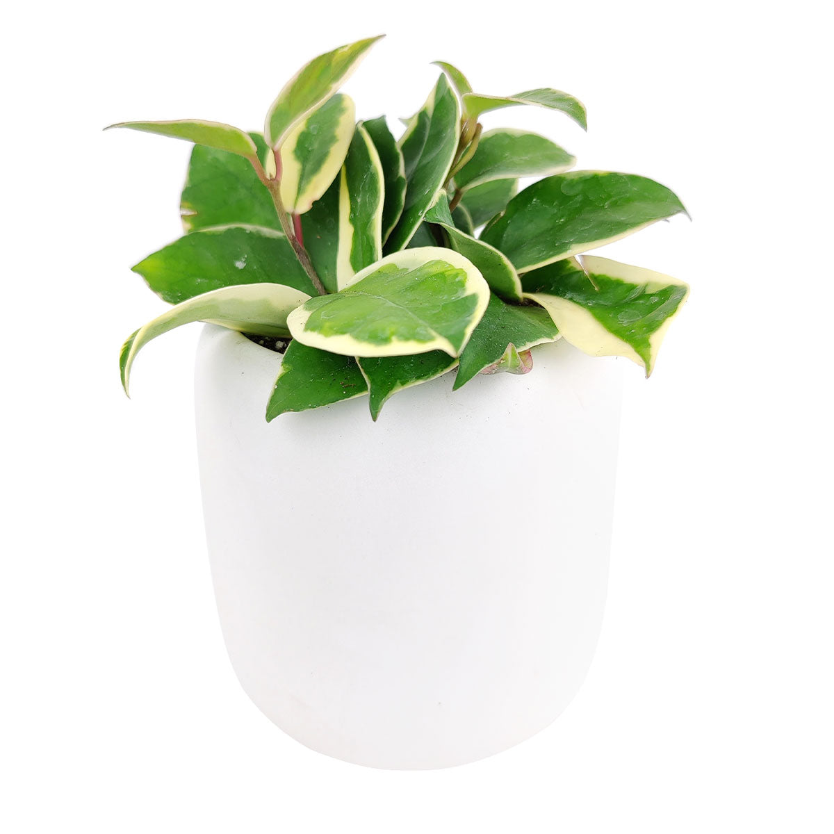 Variegated Hoya Carnosa, variegated hoya carnosa compacta, variegated hoya plant, variegated hoya rope plant, types of variegated hoya, variegated hoya carnosa care, low light houseplants, easy to grow houseplants