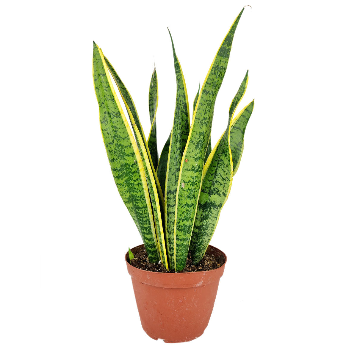 how to care for Snake Plant Sansevieria Laurentii, plants that remove airborne toxins, most popular Snake Plant