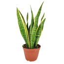 easy to care houseplant for beginners, Snake Plant Sansevieria Laurentii, snake plant care guide, how to care for sansevieria, low light houseplant