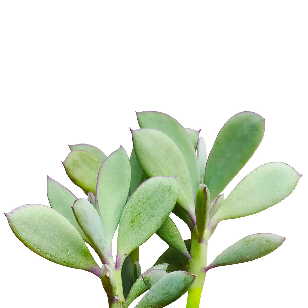 vertical leaf succulent Vertical Leaf Senecio