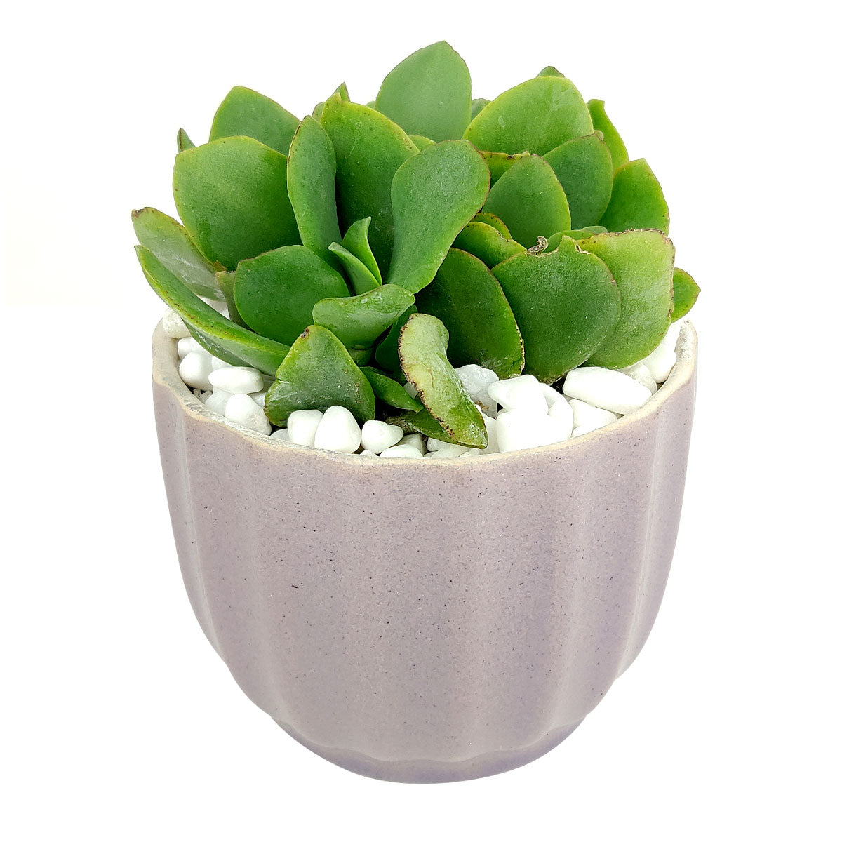 Set of 3 Ripple Pots Randomly Picked for Sale, Elegant Ceramic Pot for succulent and cactus, Mini flower ceramic pots, Succulent gift decor ideas