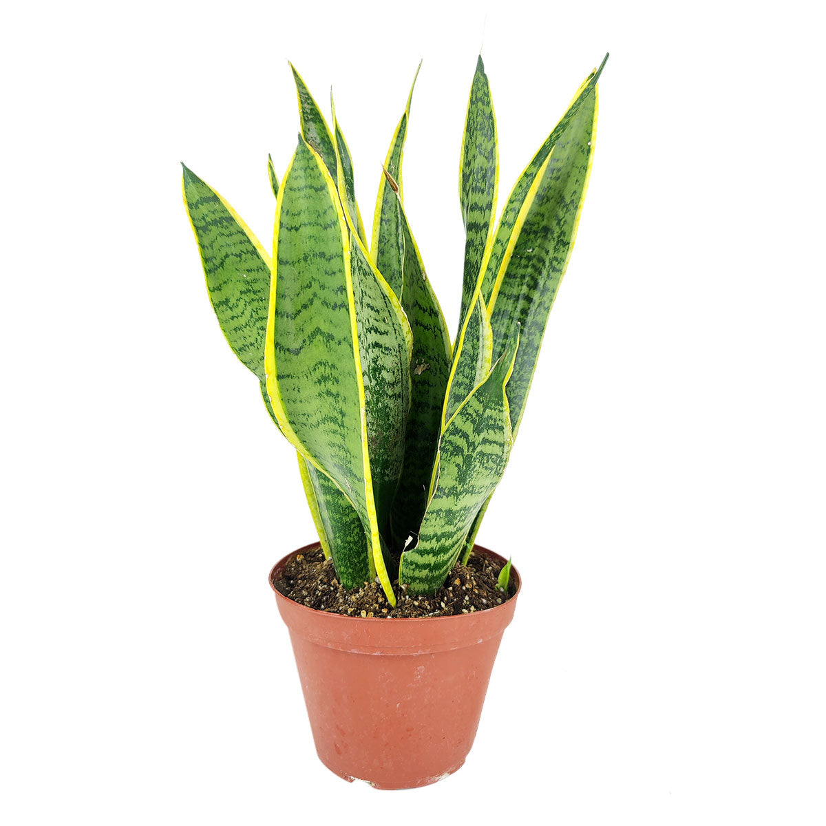 Snake Plant Sansevieria Laurentii care guide, low light houseplant, best  air-purifying houseplants