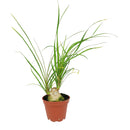 Ponytail Stump palm, Beaucarnea recurvata, succulent with palm-like foliage, easiest houseplant, easy plant for beginners and busy people, compact desktop plant, best houseplant gift ideas, how to care for ponytail palm