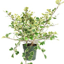 rare houseplant, Variegated Ficus Triangularis, Ficus Houseplant, how to care for ficus variegated, easy to care indoor plant