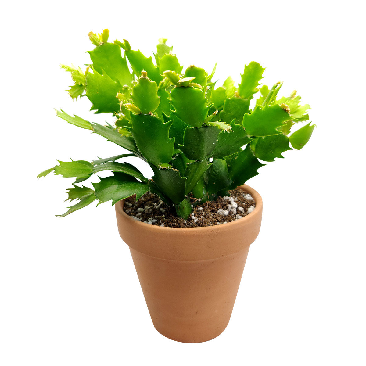 where can i buy a christmas cactus, christmas cactus for sale online, 4 inch christmas cactus in terracotta pot, christmas cactus decor ideas