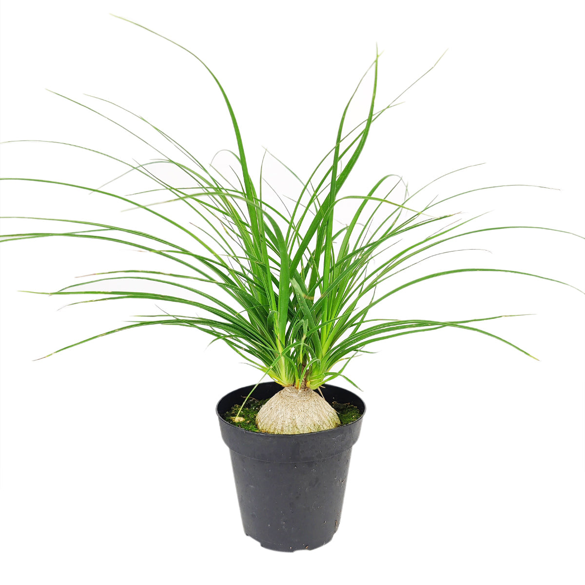 Ponytail Stump palm, Beaucarnea recurvata, succulent with palm-like foliage, easiest houseplant, easy plant for beginners and busy people, compact desktop plant, best houseplant gift ideas