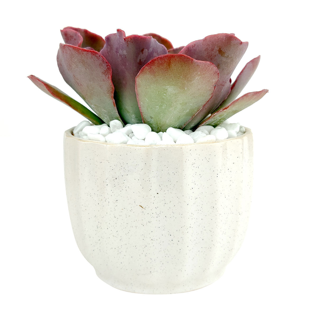 White Ripple Pot for sale, Minimalist style ceramic pot with drainage hole, Elegant ceramic pot gift decor ideas, Mini white ceramic pot for sucuclent and cactus, Flower pot for sale