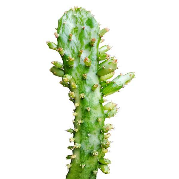 Variegated Joseph&#39;s Coat Cactus, how to grow Joseph&#39;s Coat Cactus, Joseph cactus in California, indoor succulents, succulents garden, succulent subscription, monthly succulents, succulent care guide, succulent care tips, cactus, succulent plant, succulent care, how to grow succulents, succulents shop in California, cactus, cactus succulent, succulent cactus, cacti, cactus and succulents, succulents box, succulent shop, buy succulents online