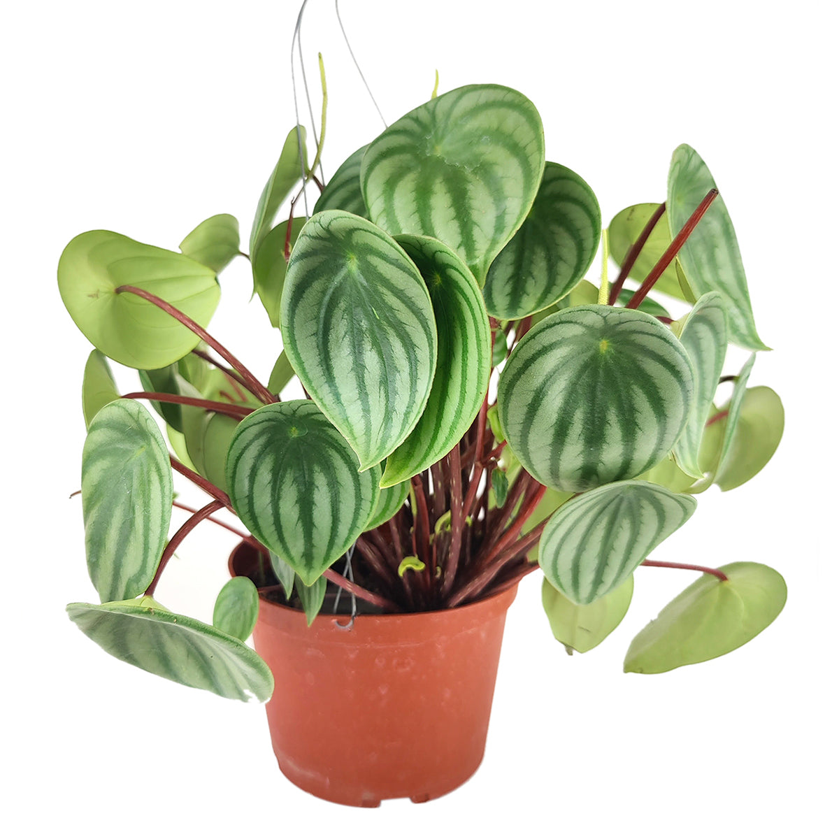 Peperomia Watermelon for sale, how to care for peperomia watermelon, medium to bright light peperomia plant, easy care flowering houseplant, compact plant for small spaces