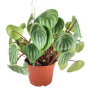 Peperomia Watermelon for sale, how to care for peperomia watermelon, medium to bright light peperomia plant, easy care flowering houseplant, compact plant for small spaces