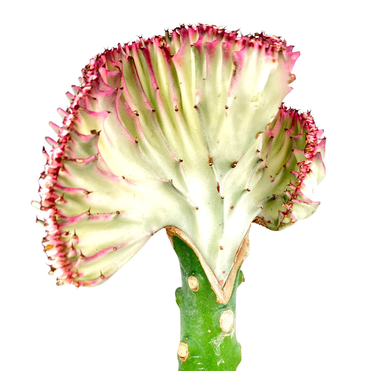 mermaid tail succulent near me Euphorbia Lactea Cristata Coral Cactus Succulent | Mermaid Tail Succulent