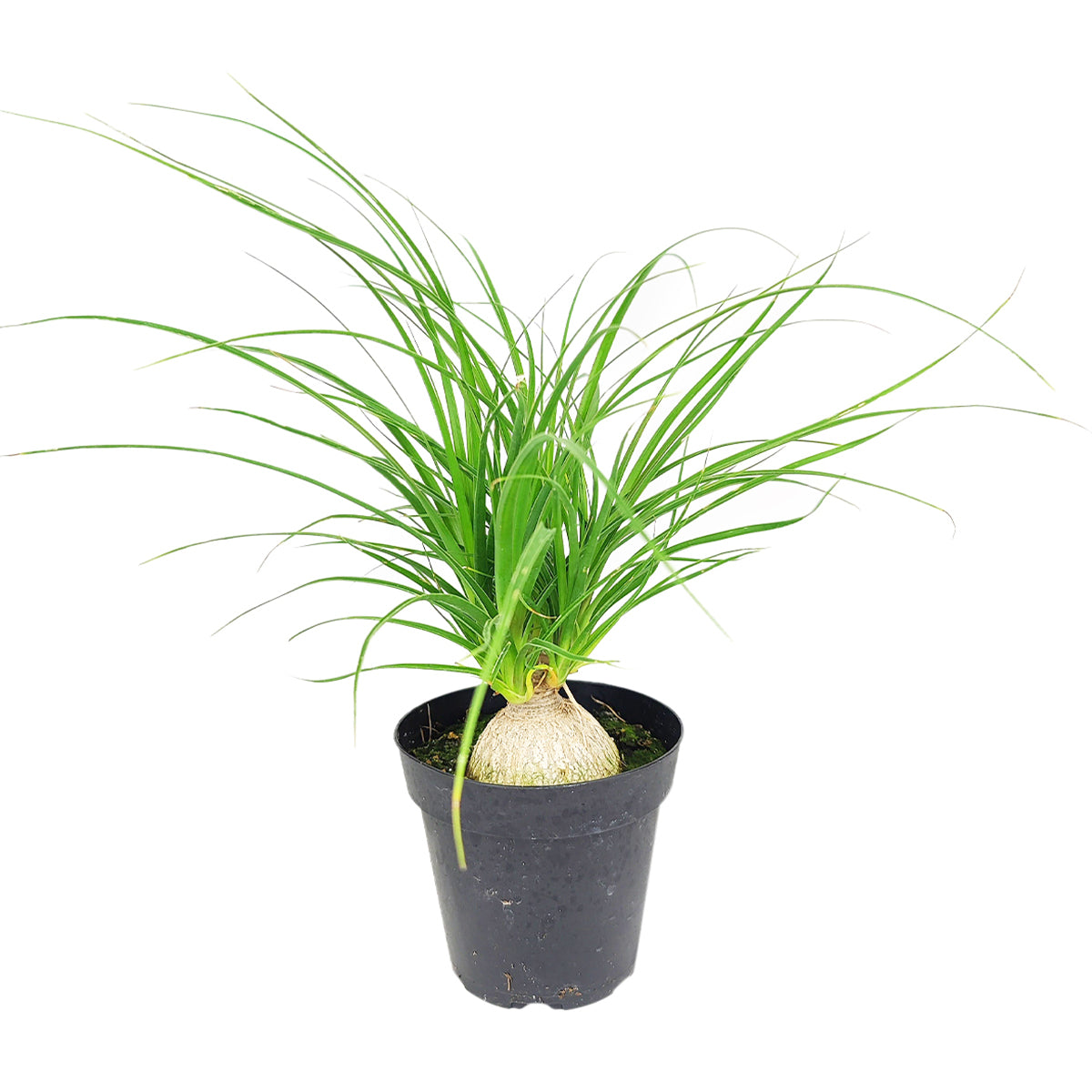 buy ponytail palm uk Ponytail Palm