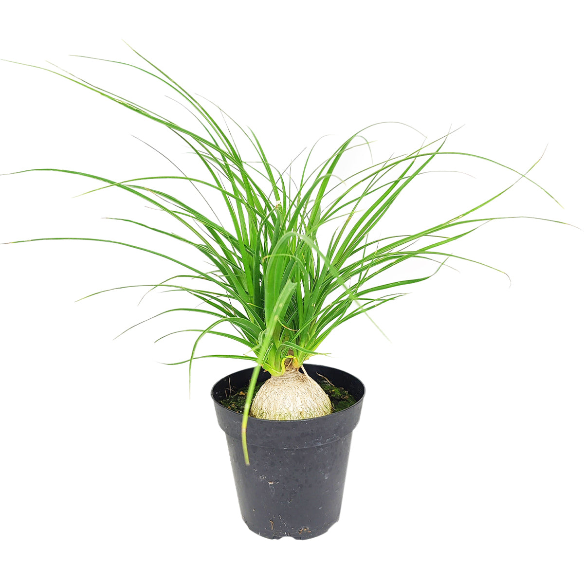 Ponytail Stump palm, Beaucarnea recurvata, succulent with palm-like foliage, easiest houseplant, easy plant for beginners and busy people, compact desktop plant, best houseplant gift ideas