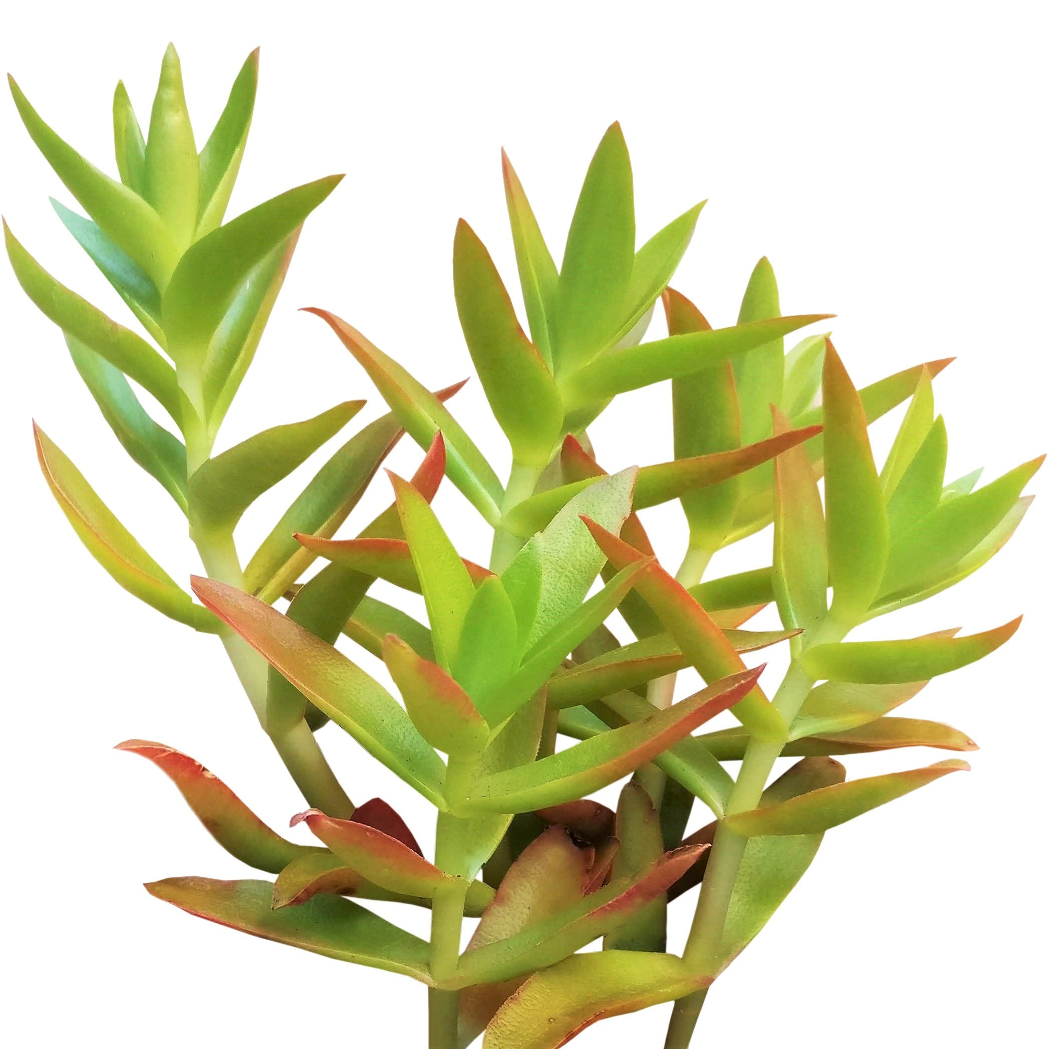 campfire succulents Crassula Campfire Succulent for Sale and Care Guide 2 inch by Succulents Box