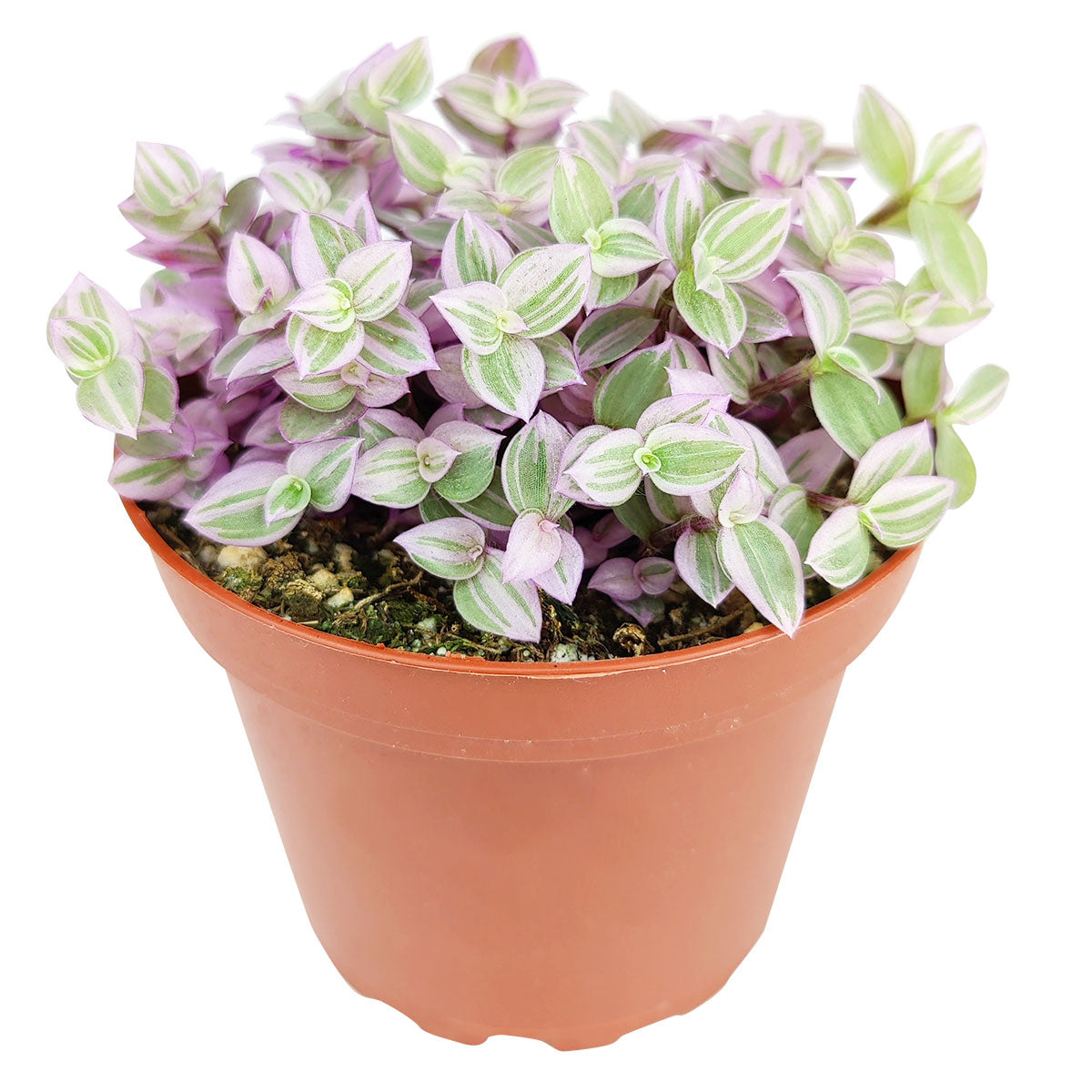 pink lady plant indoor Callisia Repens Pink Lady (Turtle Vine), Buy Pink Panther Plant Online 4" Pot by Succulents Box