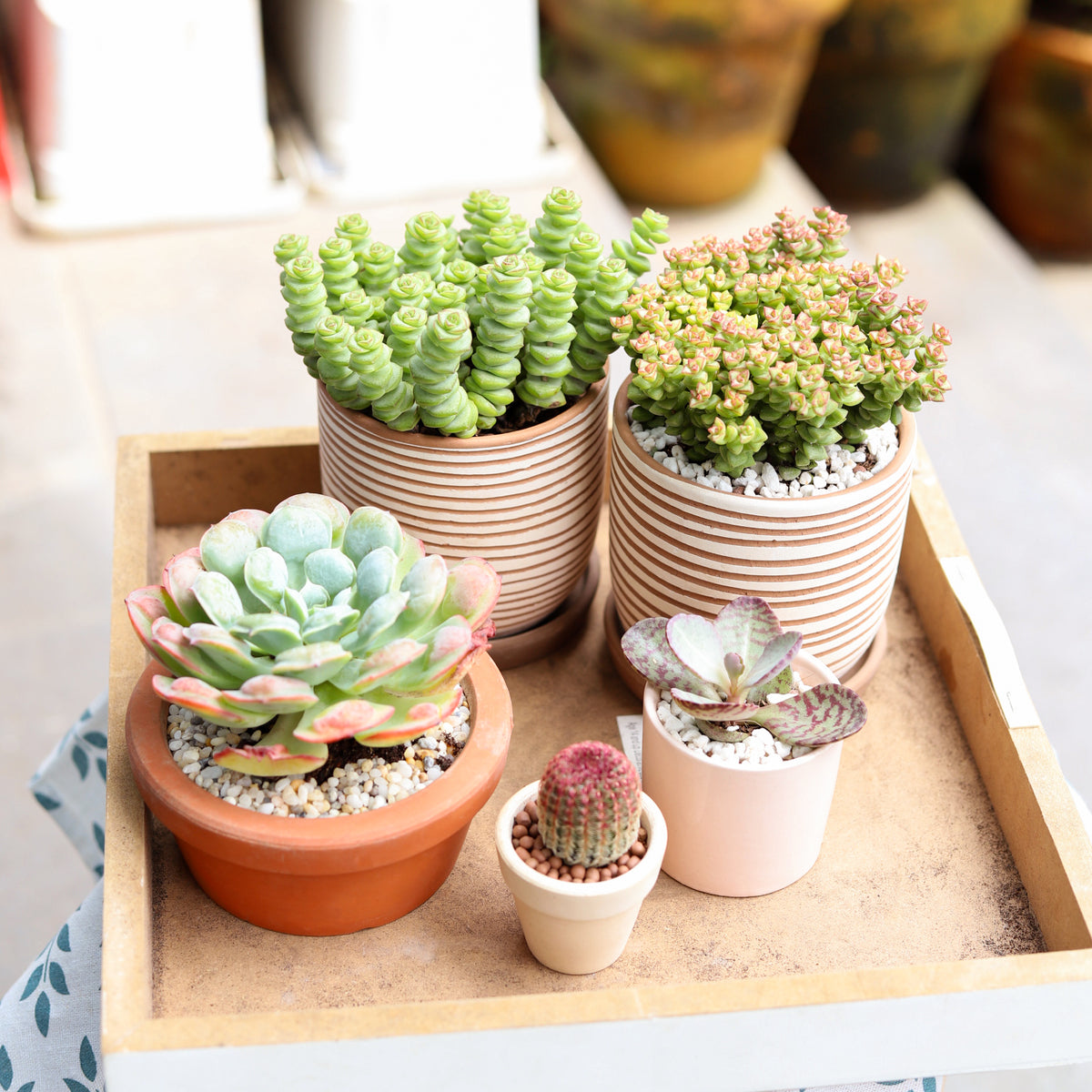 Buy Carving Pot online, Clay White Stripes Pattern Decorative Terracotta Pot with Drainage Holes &amp; Saucer, Terra cotta plant pot suitable for succulent, houseplant and flower