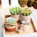 Buy carving terracotta pots online, Indoor outdoor planter pot for sale, Succulent clay pot with drainage hole and saucer