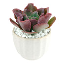 White Ripple Pot for sale, Minimalist style ceramic pot with drainage hole, Elegant ceramic pot gift decor ideas, Mini white ceramic pot for sucuclent and cactus, Flower pot for sale