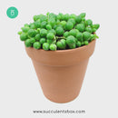 String of Pearls care guide, string of pearls for sale, indoor succulents, succulent plant, easy to care indoor plant, how to grow string of pearls, string of pearls in california