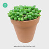 live string of pearls in terra cotta pot for sale, buy string of pearls succulent online, best hanging trailing succulents to grow indoor