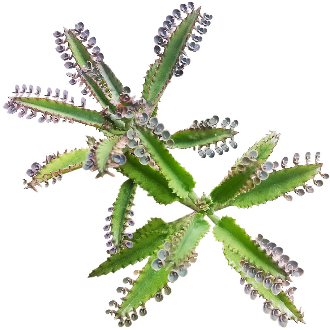 mother of 1000 succulent Mother of Thousands Kalanchoe 2 inch / Bamboo Pot by Succulents Box