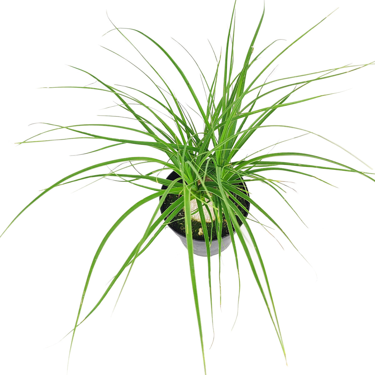 Ponytail Stump palm, Beaucarnea recurvata, succulent with palm-like foliage, easiest houseplant, easy plant for beginners and busy people, compact desktop plant, best houseplant gift ideas