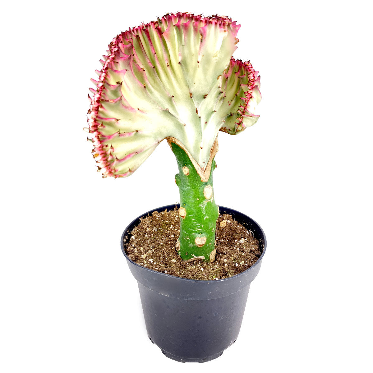 flowering mermaid tail succulent Euphorbia Lactea Cristata Coral Cactus Succulent | Mermaid Tail Succulent